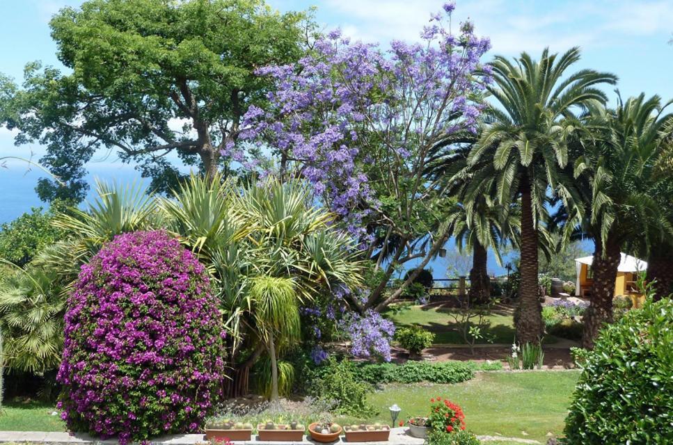 Finca Casa Vieja Santa Ursula (Tenerife) Ngoại thất bức ảnh